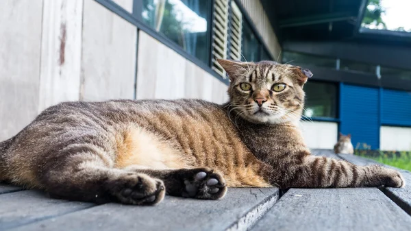 Vieux chat dormant sur un sol en bois avec fond flou — Photo