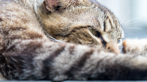 Старая кошка спит на деревянном полу с размытым фоном