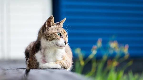 Vieux chat dormant sur un sol en bois avec fond flou — Photo