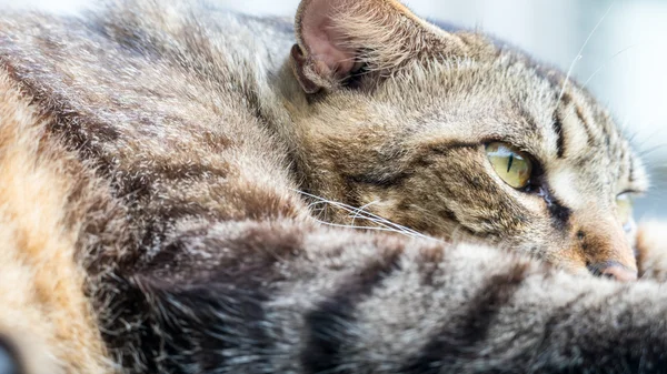 Viejo gato durmiendo en un suelo de madera con fondo borroso — Foto de Stock