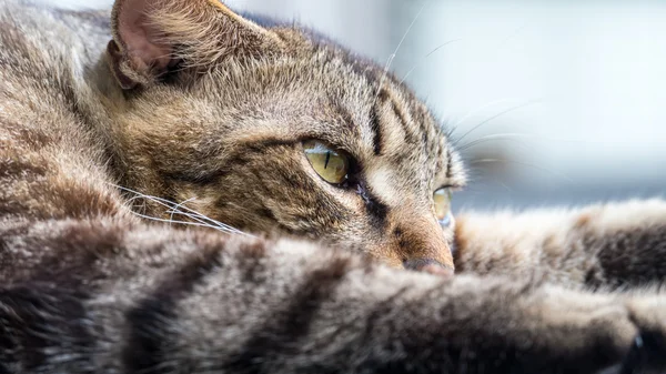 Vieux chat dormant sur un sol en bois avec fond flou — Photo