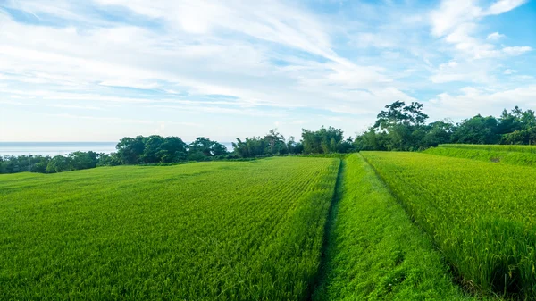 Närbild på gröna paddyris. Gröna öra av ris i paddy ris fi — Stockfoto