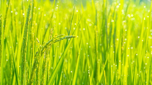 Primer plano de arroz con cáscara verde. Oreja verde de arroz en arroz con cáscara fi — Foto de Stock