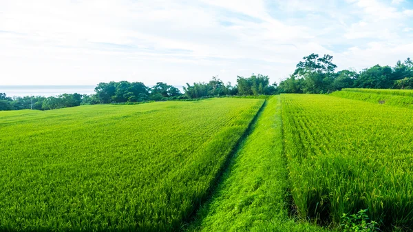 Κοντινό πλάνο του ρυζιού paddy πράσινο. Πράσινο στάχυ ρυζιού σε fi ρύζι paddy — Φωτογραφία Αρχείου