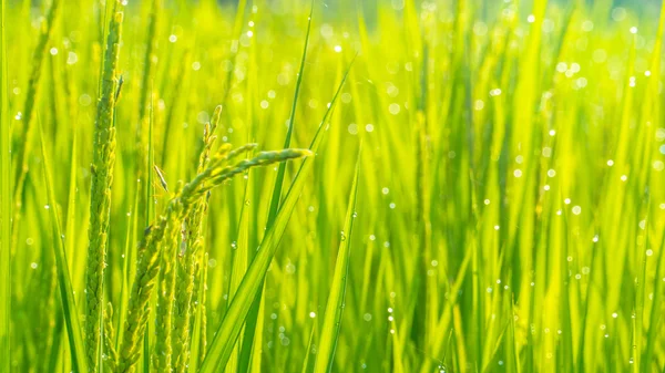 Primer plano de arroz con cáscara verde. Oreja verde de arroz en arroz con cáscara fi — Foto de Stock