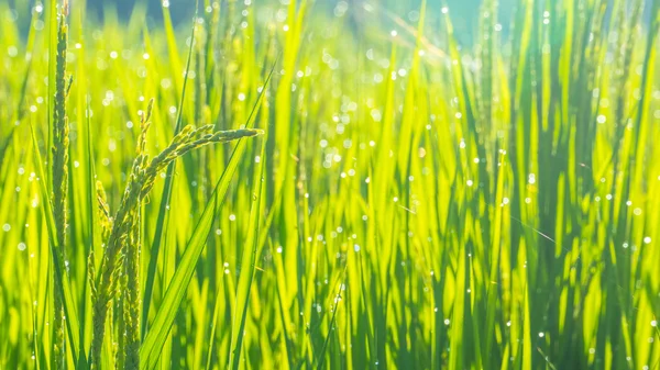 緑の水稲のクローズ アップ。水田米 fi でイネの緑耳 — ストック写真