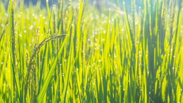 Primer plano de arroz con cáscara verde. Oreja verde de arroz en arroz con cáscara fi —  Fotos de Stock