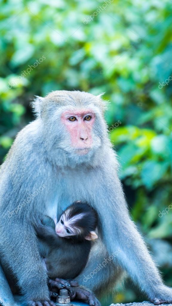 Monos divertidos Un mono divertido vive en un bosque natural de