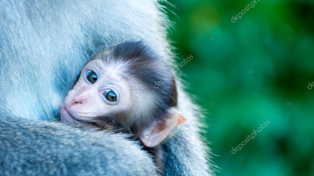 Macacos engraçados imagem de stock. Imagem de real, tropical - 64051453