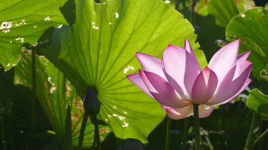 güzel arka plan rengiyle uyandığımız, pembe lotus