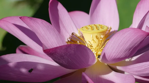 Pink lotus at the moring with nice background color — Stock Photo, Image