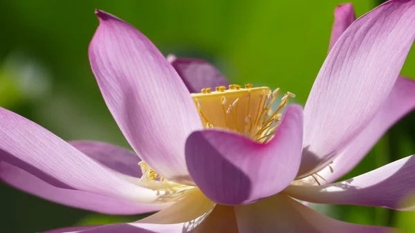 Lótus rosa na moring com cor de fundo agradável — Fotografia de Stock