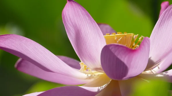 Lótus rosa na moring com cor de fundo agradável — Fotografia de Stock