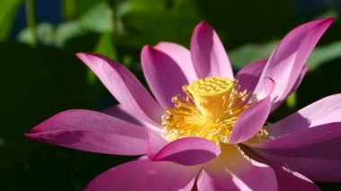 güzel yeşil pembe lotus arka plan rengi değiştirmez