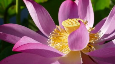 güzel yeşil pembe lotus arka plan rengi değiştirmez