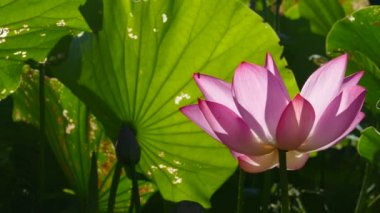 güzel yeşil pembe lotus arka plan rengi değiştirmez