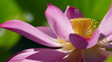 güzel yeşil pembe lotus arka plan rengi değiştirmez