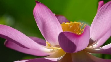 güzel yeşil pembe lotus arka plan rengi değiştirmez