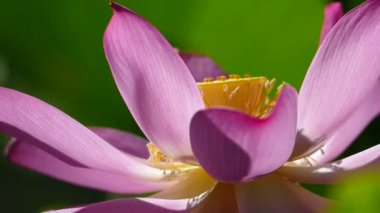 güzel yeşil pembe lotus arka plan rengi değiştirmez