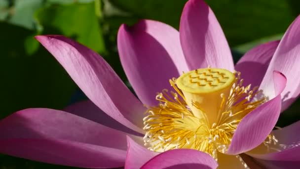 Lotus rose avec de belles feuilles vertes couleur de fond — Video