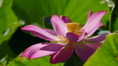 güzel yeşil pembe lotus arka plan rengi değiştirmez