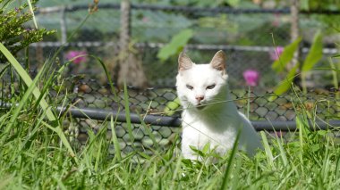 Doğa cat ulu güzel arka plan ile Tarih