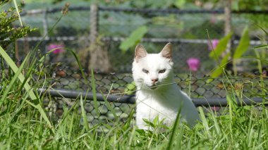 Doğa cat ulu güzel arka plan ile Tarih