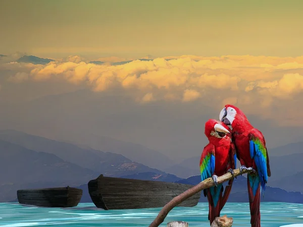 Potrait de guacamayo azul y oro con buena vista de fondo —  Fotos de Stock