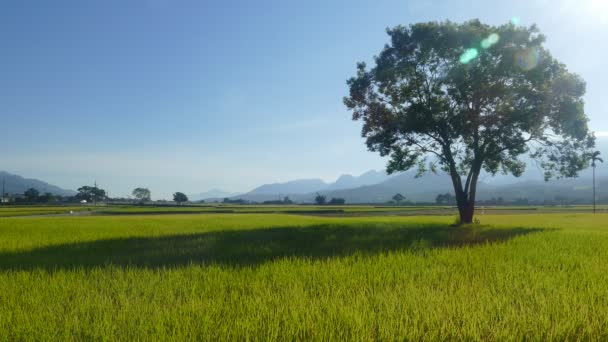台湾台东赤生布朗大街美丽的日出稻田景观 — 图库视频影像