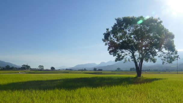 Güneşin Doğduğu Brown Avenue Chishang Taitung Tayvan Manzaralı Güzel Çeltik — Stok video