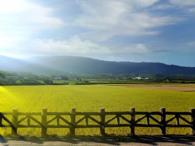 Güneşin doğduğu Brown Bulvarı, Chishang, Taitung, Tayvan 'daki güzel çeltik tarlası manzarası