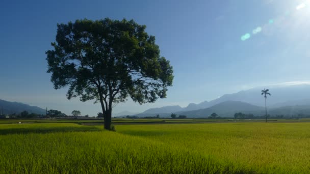타이완 브라운 비뉴에 아름다운 — 비디오