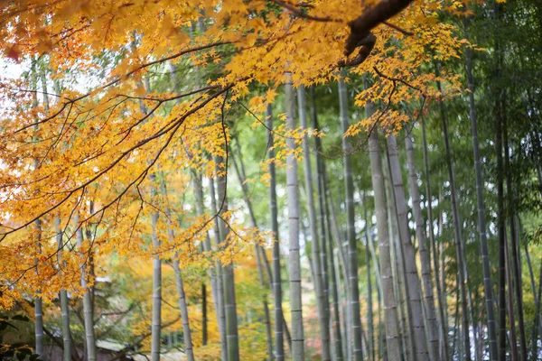 色とりどりの紅葉の絶景 — ストック写真
