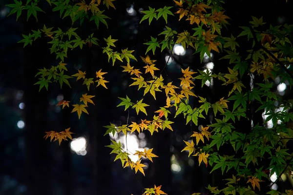 色とりどりの紅葉の絶景 — ストック写真