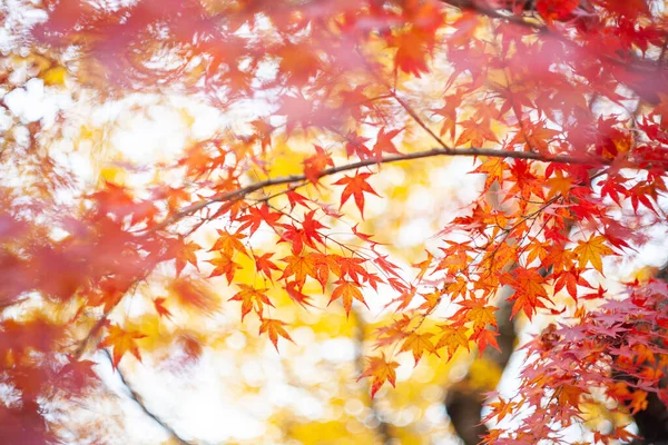 色とりどりの紅葉の絶景 — ストック写真