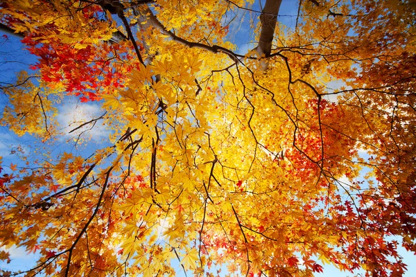 Лучшая Красивая Фотография Цветных Листьев — стоковое фото