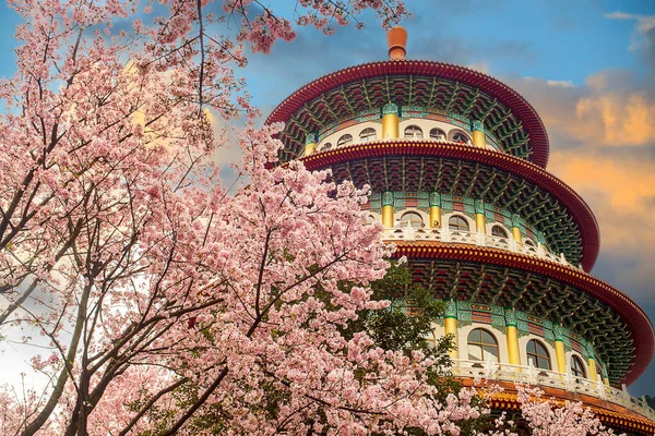 Kwiat Wiśni Sakura Świątyni Tianyuan Taipei Tajwan — Zdjęcie stockowe