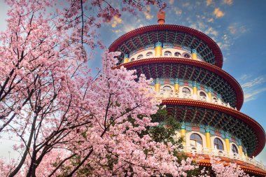 Tianyuan tapınağında kiraz çiçeği, Taipei, Tayvan