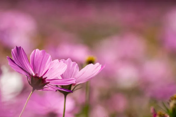 Güzel Bulanık Arkaplanı Işığı Olan Pembe Çiçek — Stok fotoğraf