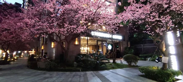 2021年2月3日 満開の桜と春の台湾 新北市林口のスターバックス — ストック写真