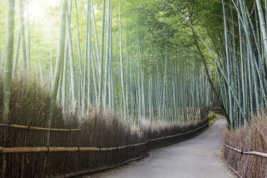 Japonya, Kyoto 'da güzel ışıklandırmalı Bambu Ormanı