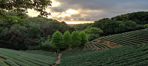 Die Teeplantagenlandschaft Sonnenuntergang Taiwan — Stockfoto