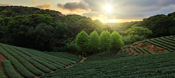 Die Teeplantagenlandschaft Sonnenuntergang Taiwan — Stockfoto