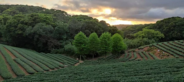 Die Teeplantagenlandschaft Sonnenuntergang Taiwan — Stockfoto