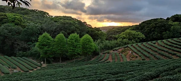 Закат Чайной Плантации Тайвань — стоковое фото