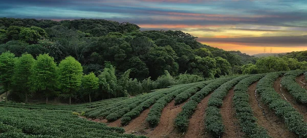 Die Teeplantagenlandschaft Sonnenuntergang Taiwan — Stockfoto