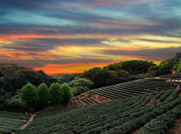 Teplantagelandskapet Solnedgång Taiwan — Stockfoto
