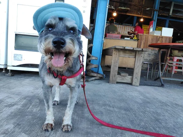Pequeno Filhote Cachorro Bonito Com Chapéu Agradável Fundo Brilhante — Fotografia de Stock