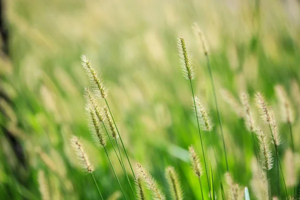 Green Reed Meadow Beautiful Nature Autumn — Stock Photo, Image