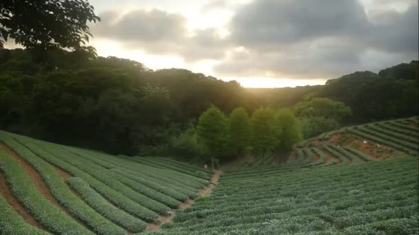 Coucher Soleil Jardin Thé Été Avec Belle Vue Arrière Plan — Video